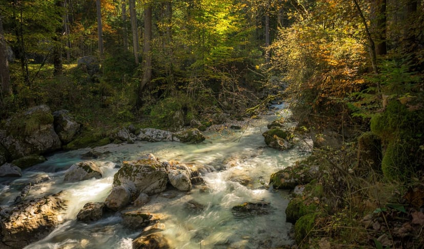 Ramsauer Ache rivier rotsen bos