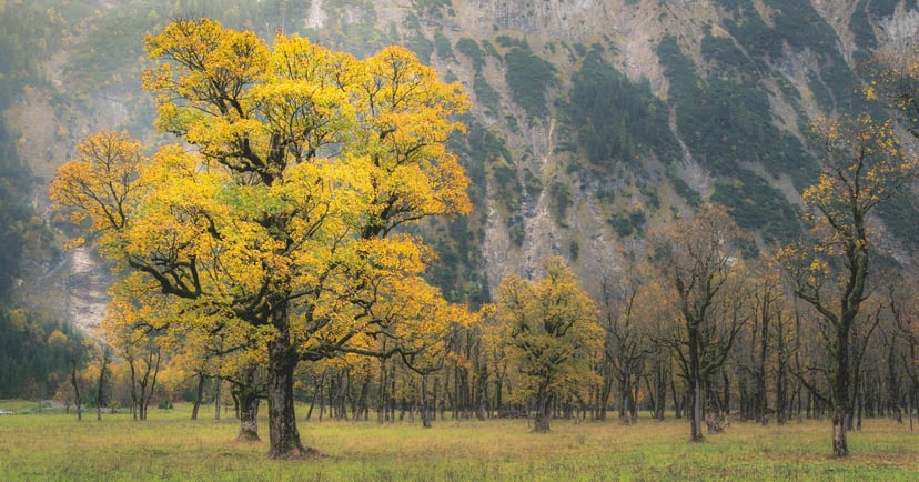 Wide autumn landscape with colorful trees and golden foliage in the mountains