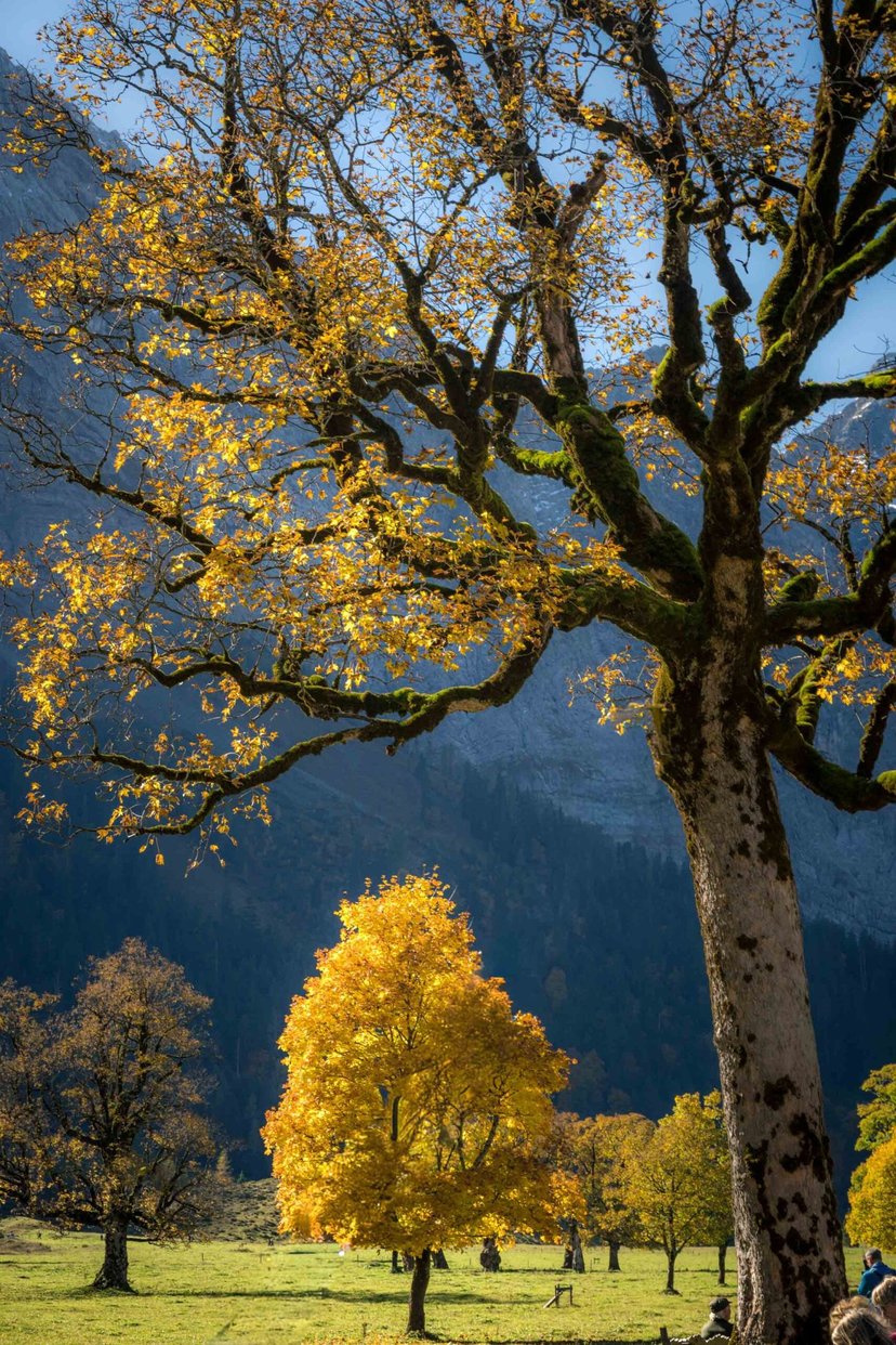 Oude esdoorn herfstbladeren goud
