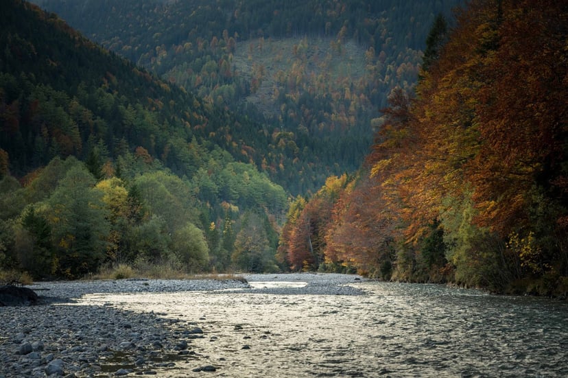 Esdoorns herfst Ahornboden gouden bladeren