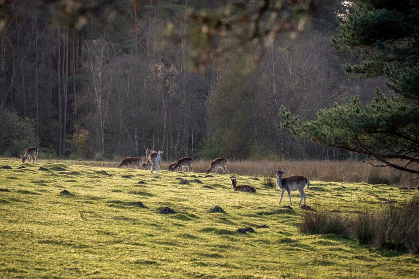 Silkeborg bossen pad herfstkleuren
