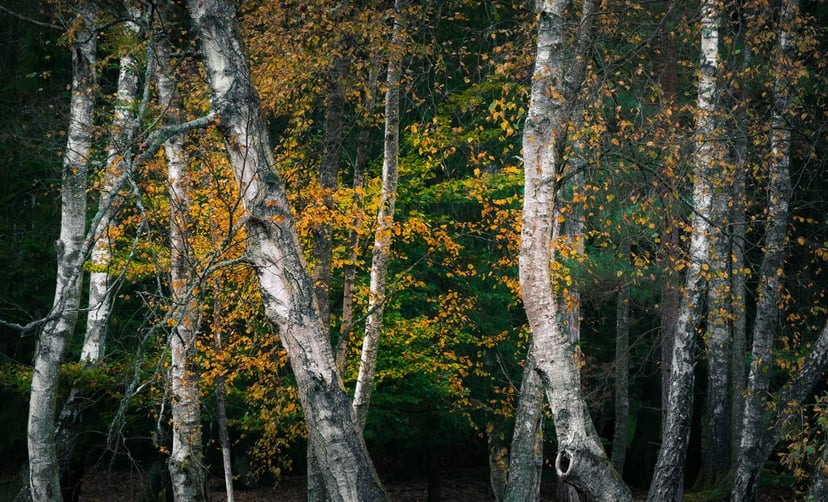 Silkeborg bossen herfstkleuren goud