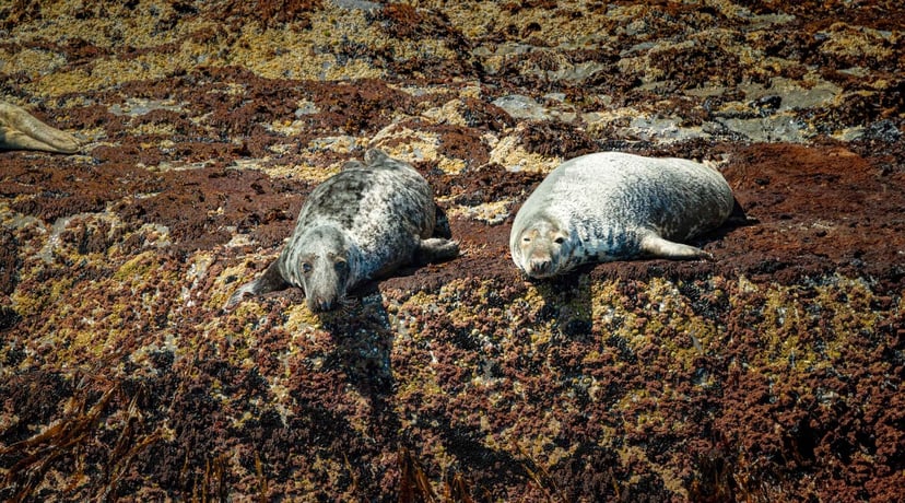 Kerry Cliffs met uitzicht op de Skellig Islands