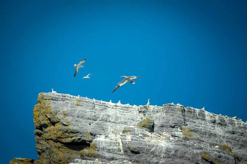 Rotsformaties en zeevogels op Skellig Michael