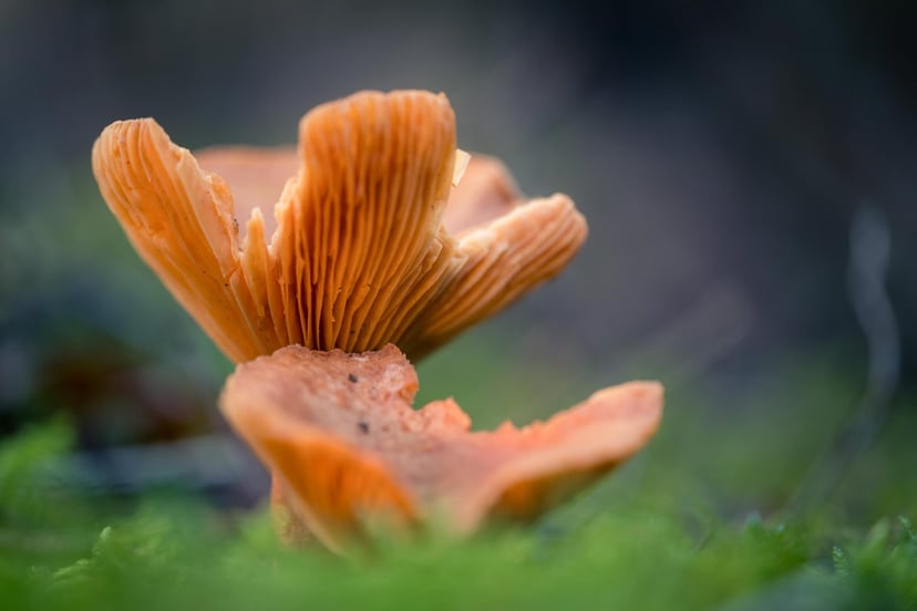 paddestoel met egale achtergrond